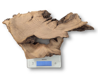 Rough-edged black locust root wood slice with light brown grain, visible on a white digital scale.