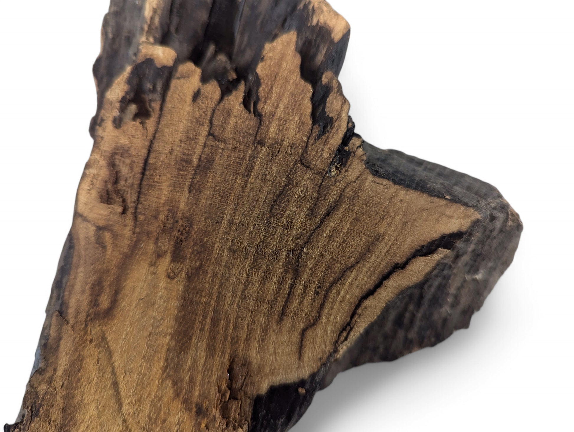 Untreated black locust root wood slice, planed surface displaying swirling golden-brown grain with dark, rugged edges.