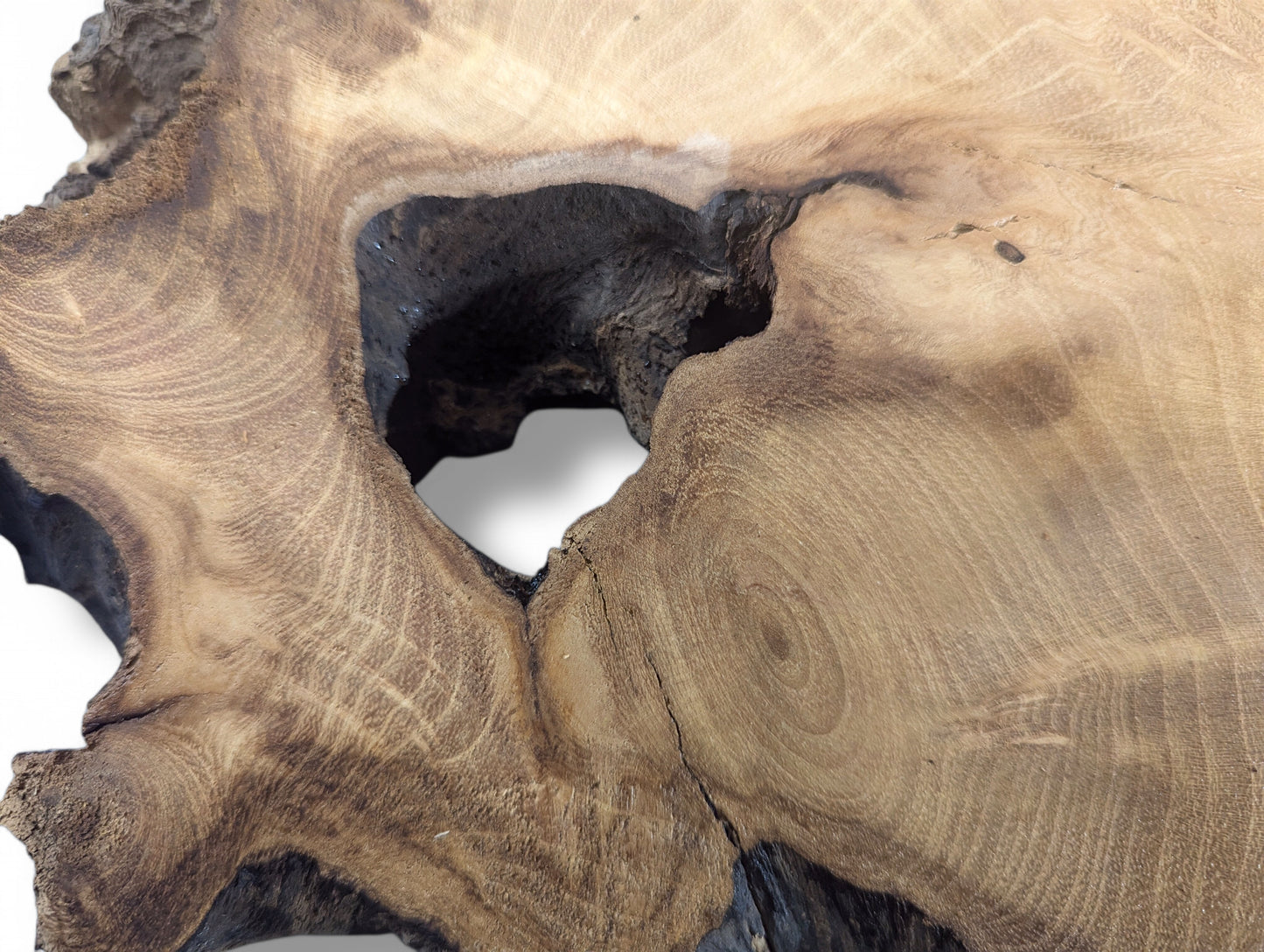 One planed, sanded black locust root wood slice, untreated, featuring an irregular central hole and distinct grain.