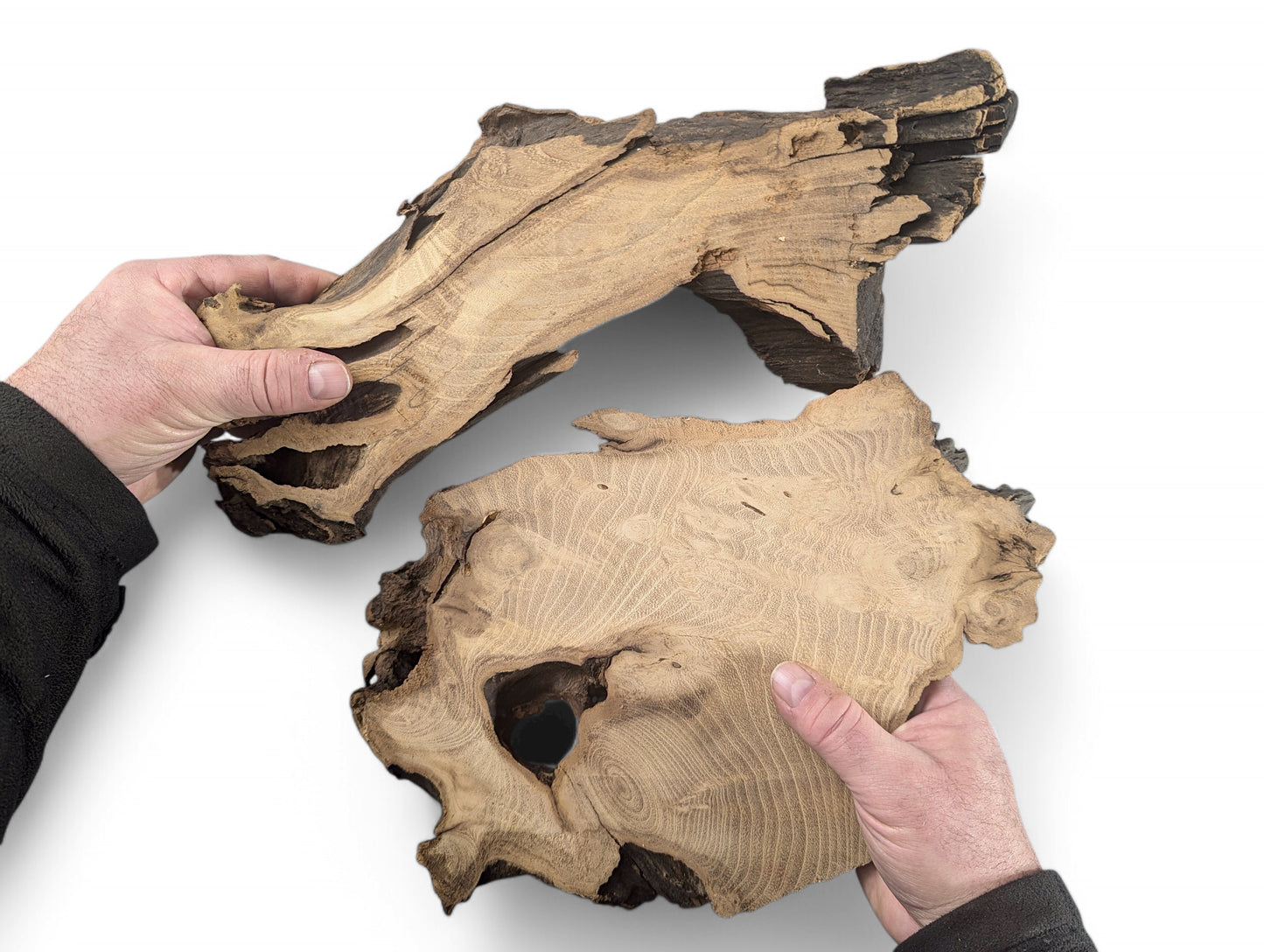 Two hands hold two planed, irregular black locust root wood slices, showing distinct grain.