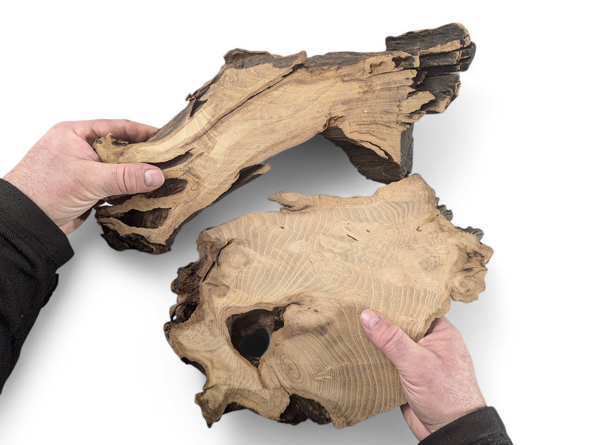 Two hands hold two planed, irregular black locust root wood slices, showing distinct grain.