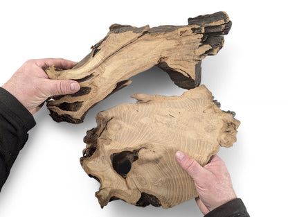 Two hands hold two planed, irregular black locust root wood slices, showing distinct grain.