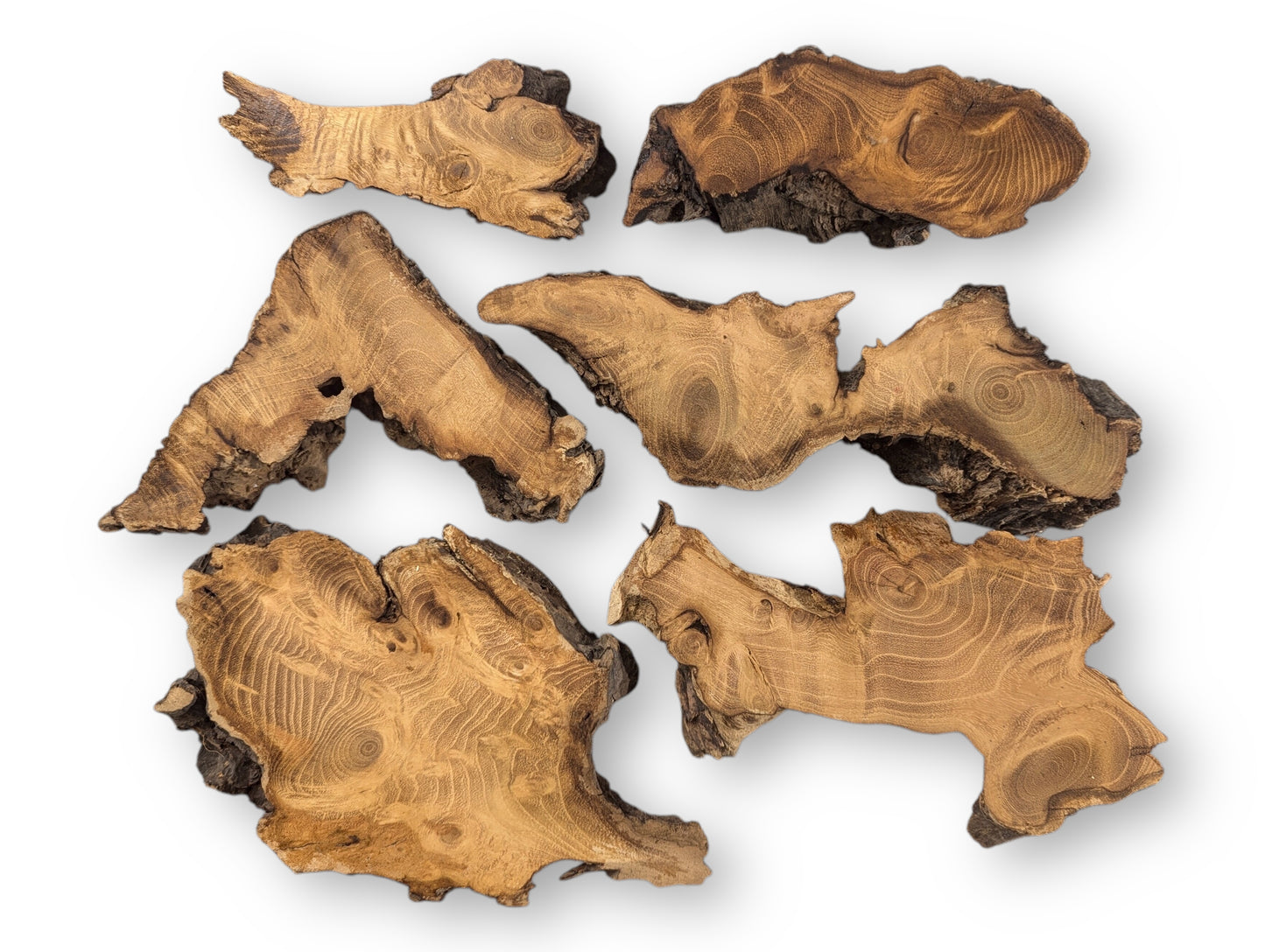 Seven irregular black locust root wood slices with visible grain patterns and dark, textured bark.