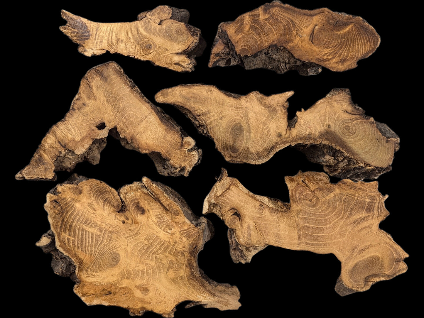 Collage of six irregular black locust root slices with prominent grain and natural bark.