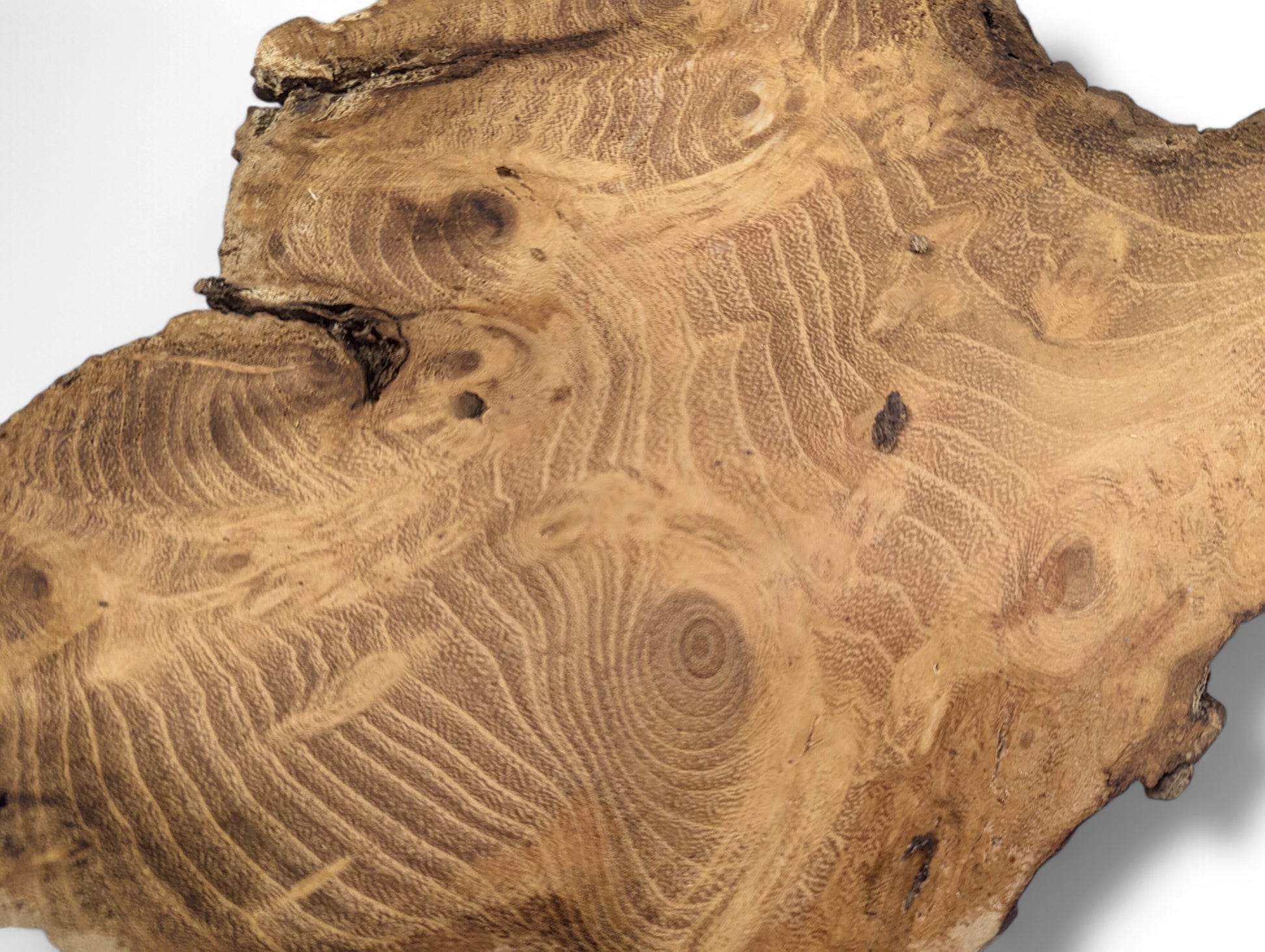 Black locust root wood slice, planed and sanded, showcases intricate brown swirling grain and prominent live edges.