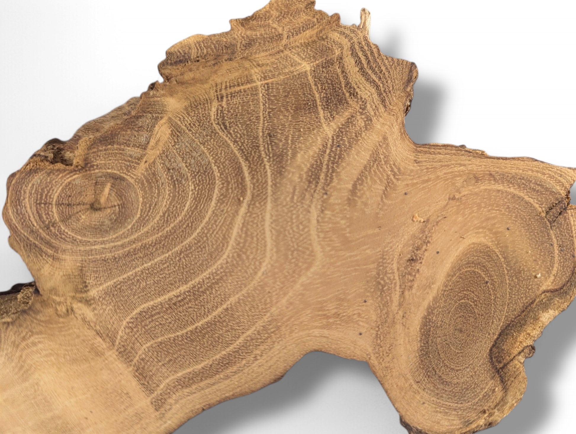 Irregularly shaped, sanded black locust root wood slice with swirling brown grain patterns and natural live edges.
