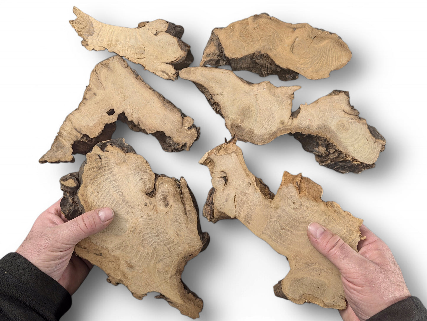 Hands hold two planed black locust root slices, among four more, displaying prominent grain and bark.