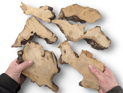 Hands hold two planed black locust root slices, among four more, displaying prominent grain and bark.