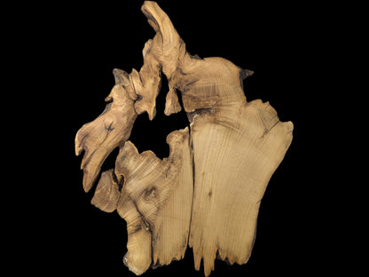 Organic, light brown black locust root wood slice, planed, sanded, revealing intricate shape and grain.