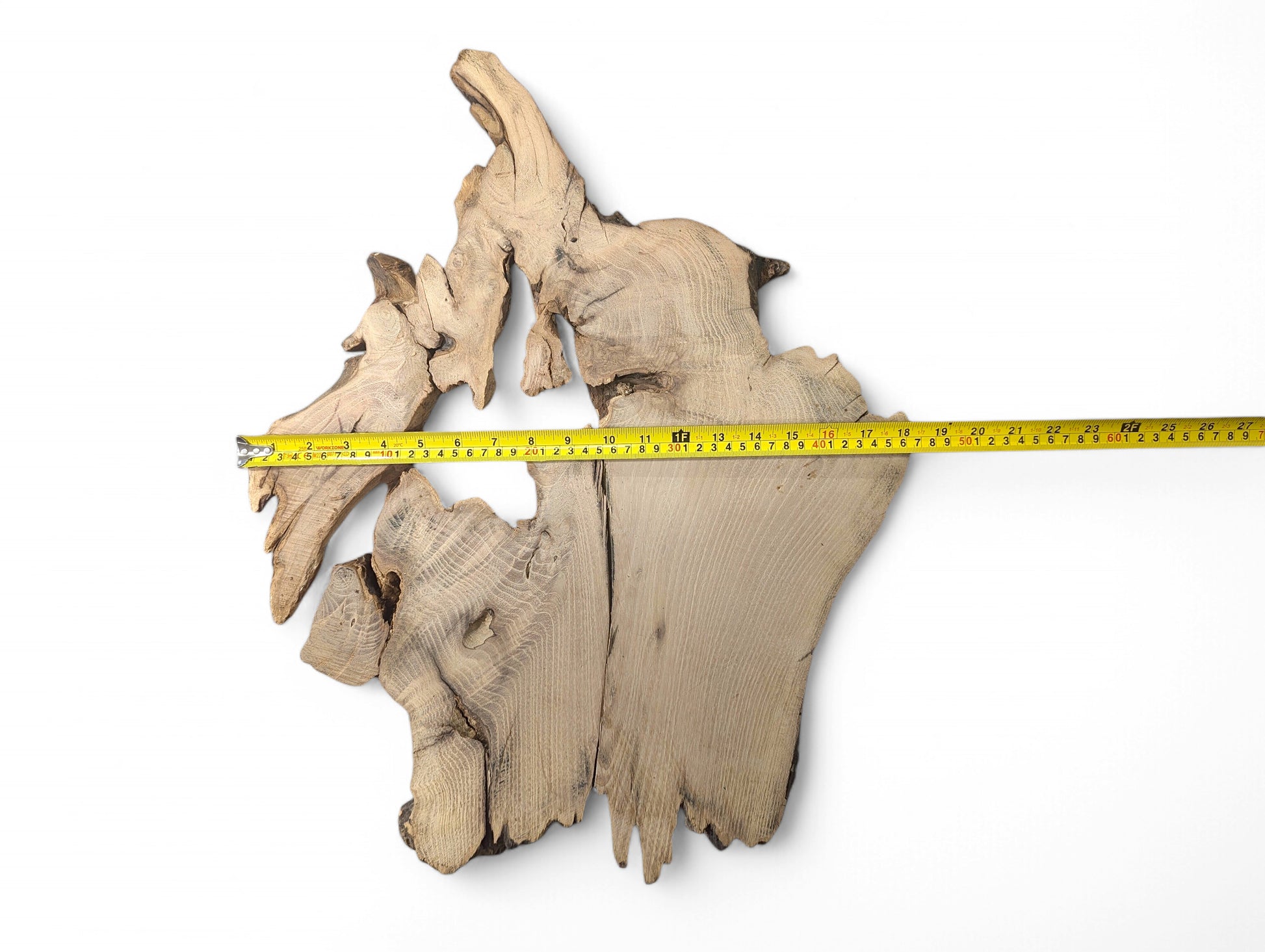 Untreated, light brown, irregularly shaped black locust root wood slice with a yellow tape measure.