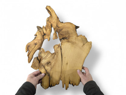 Hands hold an untreated, light brown, irregularly shaped black locust root wood slice, revealing natural grain.