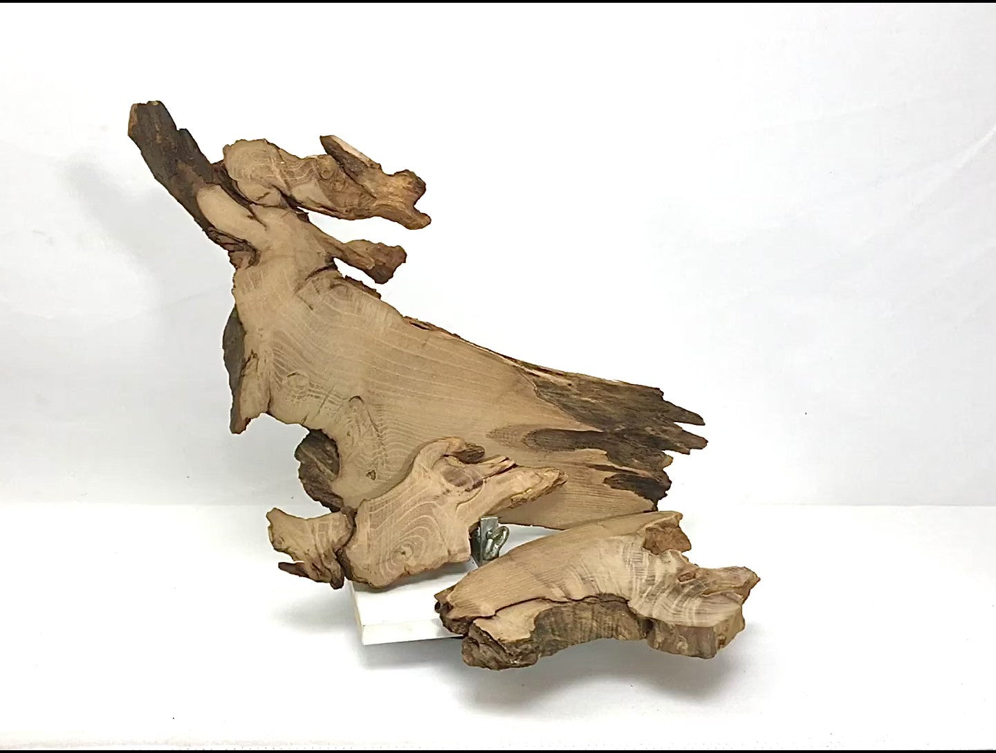 Natural black locust root wood slice, irregularly shaped, with light brown sanded surfaces and dark bark.