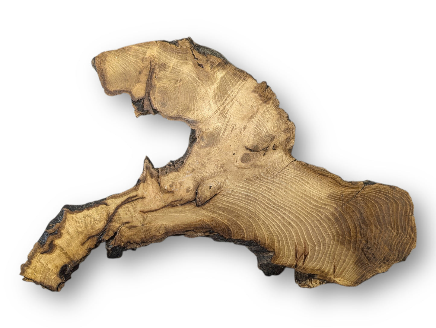 Sanded black locust root wood slice featuring light brown wood grain and dark, rugged live edges.