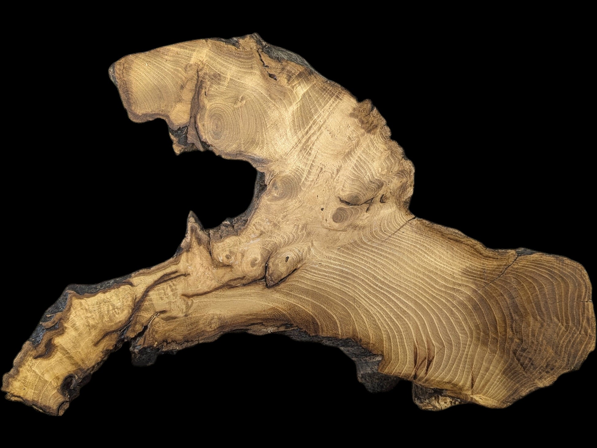 Irregular black locust root wood slice, planed and sanded, showing light brown grain with dark natural edges.