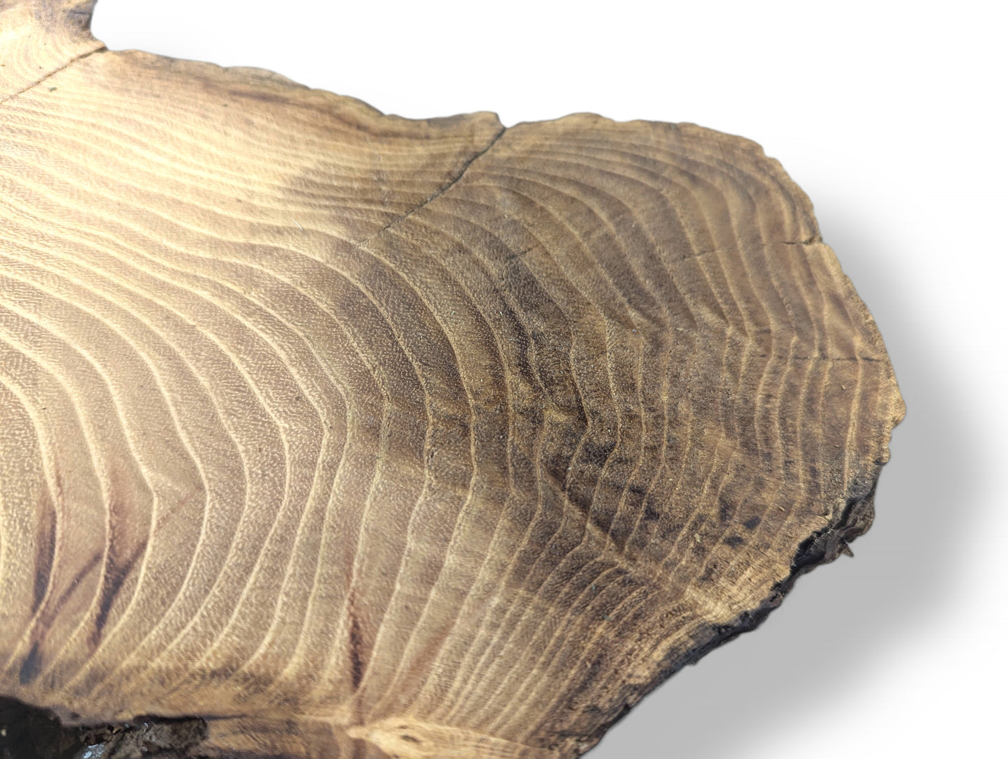 Planed black locust root wood slice exhibiting light brown grain patterns and a dark, rugged, natural live edge.