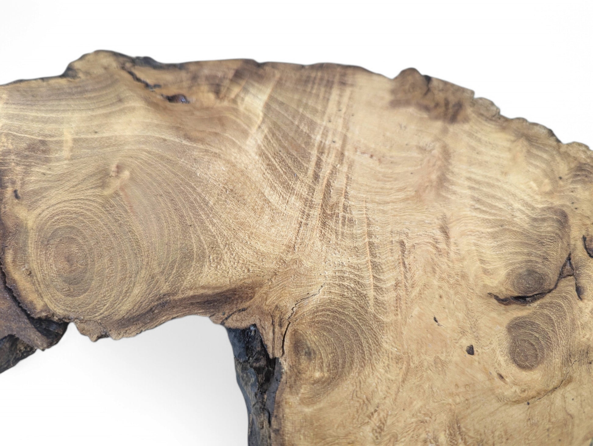 Close-up showing a sanded, irregular black locust root wood slice with intricate grain and natural dark edges.