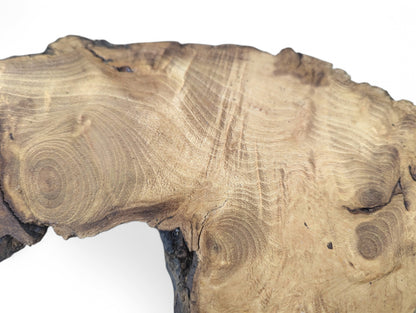Close-up showing a sanded, irregular black locust root wood slice with intricate grain and natural dark edges.