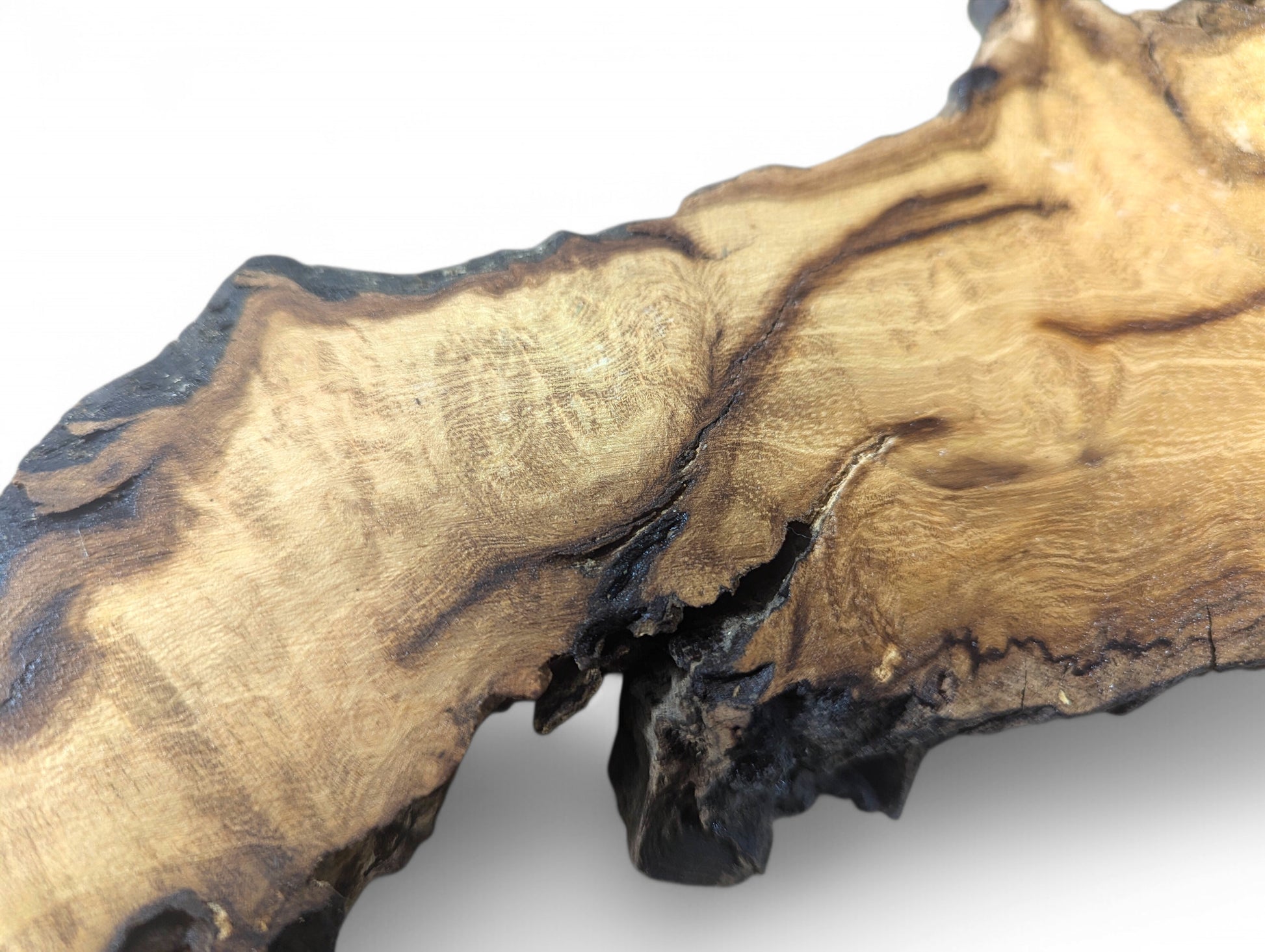This sanded black locust root wood slice displays light brown grain and dark, rugged bark edges.