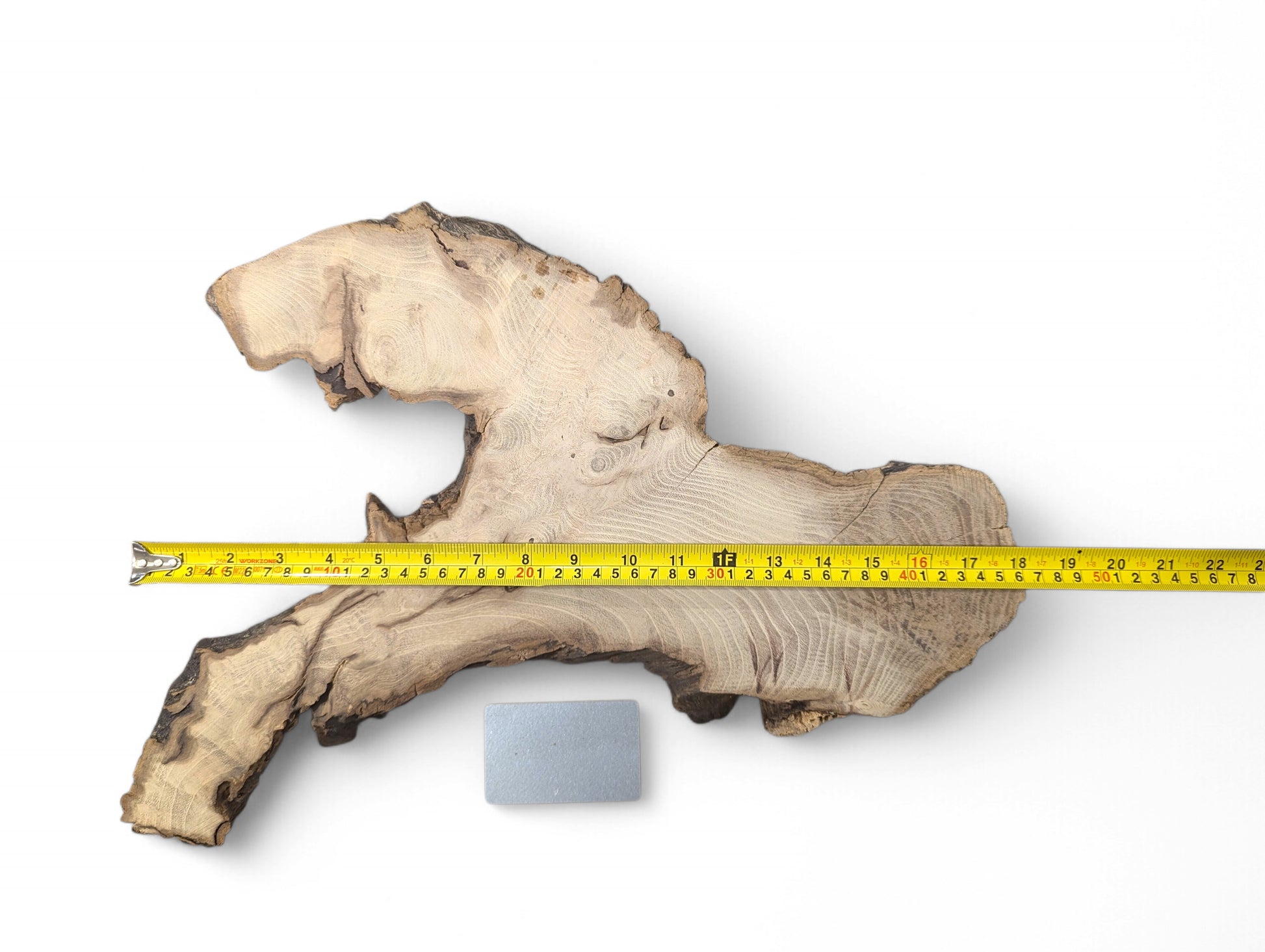Irregular black locust root wood slice with light brown grain, dark rugged edges, and a yellow measuring tape.