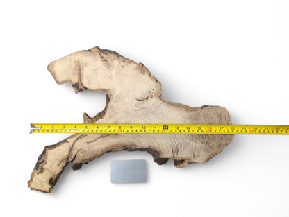 Irregular black locust root wood slice with light brown grain, dark rugged edges, and a yellow measuring tape.