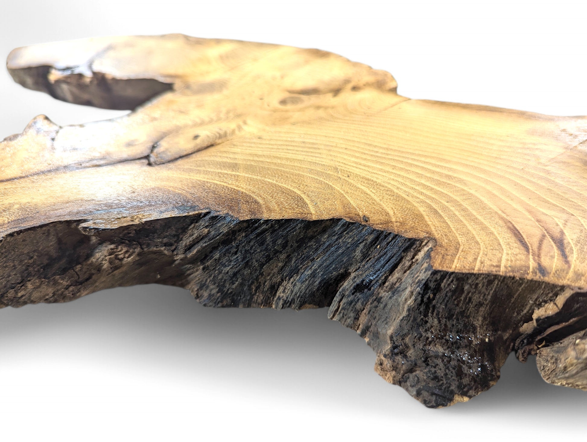 Light brown, irregular black locust root wood slice displaying visible grain and a dark, rough live edge.