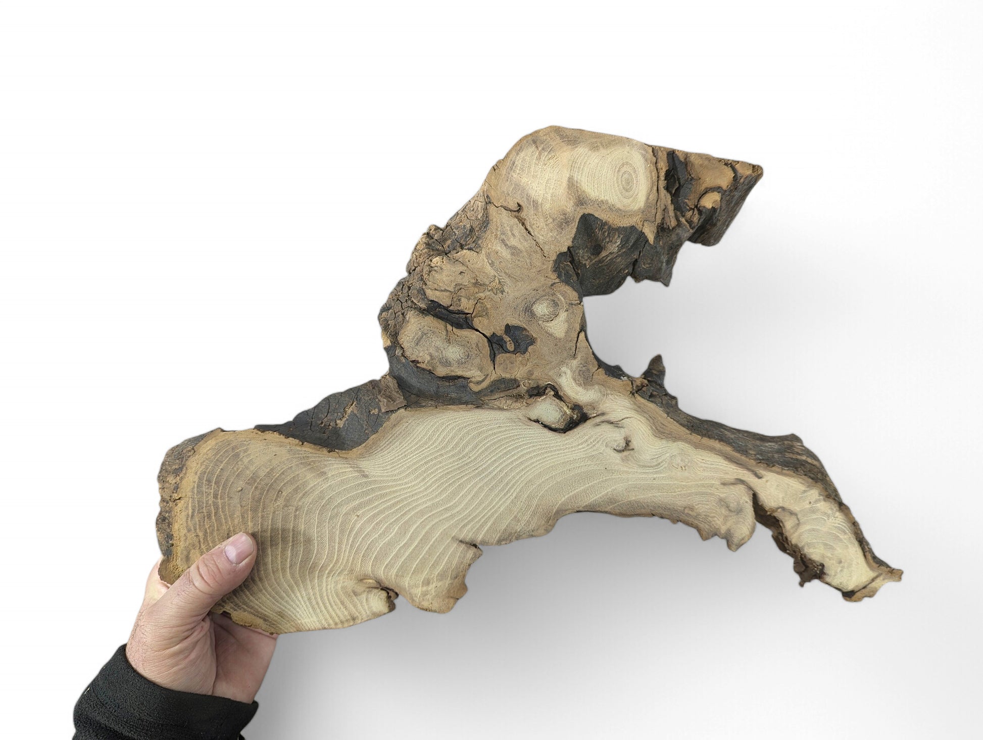 Hand holding an irregular, sanded black locust root wood slice, showing light grain and dark, natural bark edges.