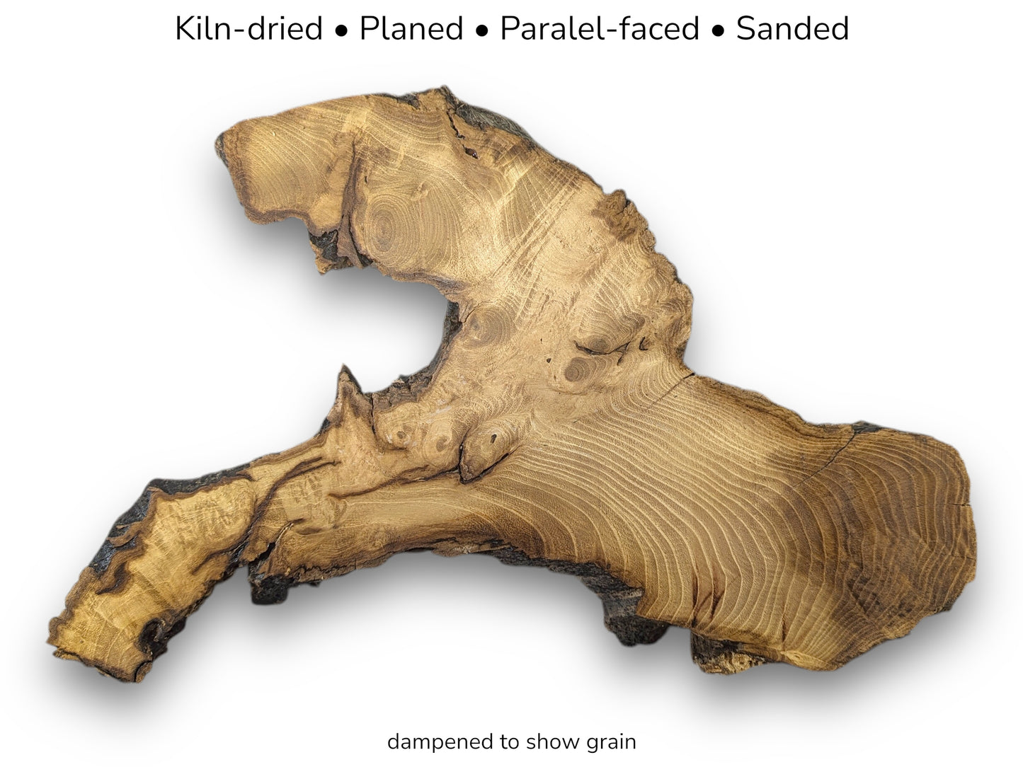 Irregular black locust root slice showing golden grain patterns and dark edges on white background with text.