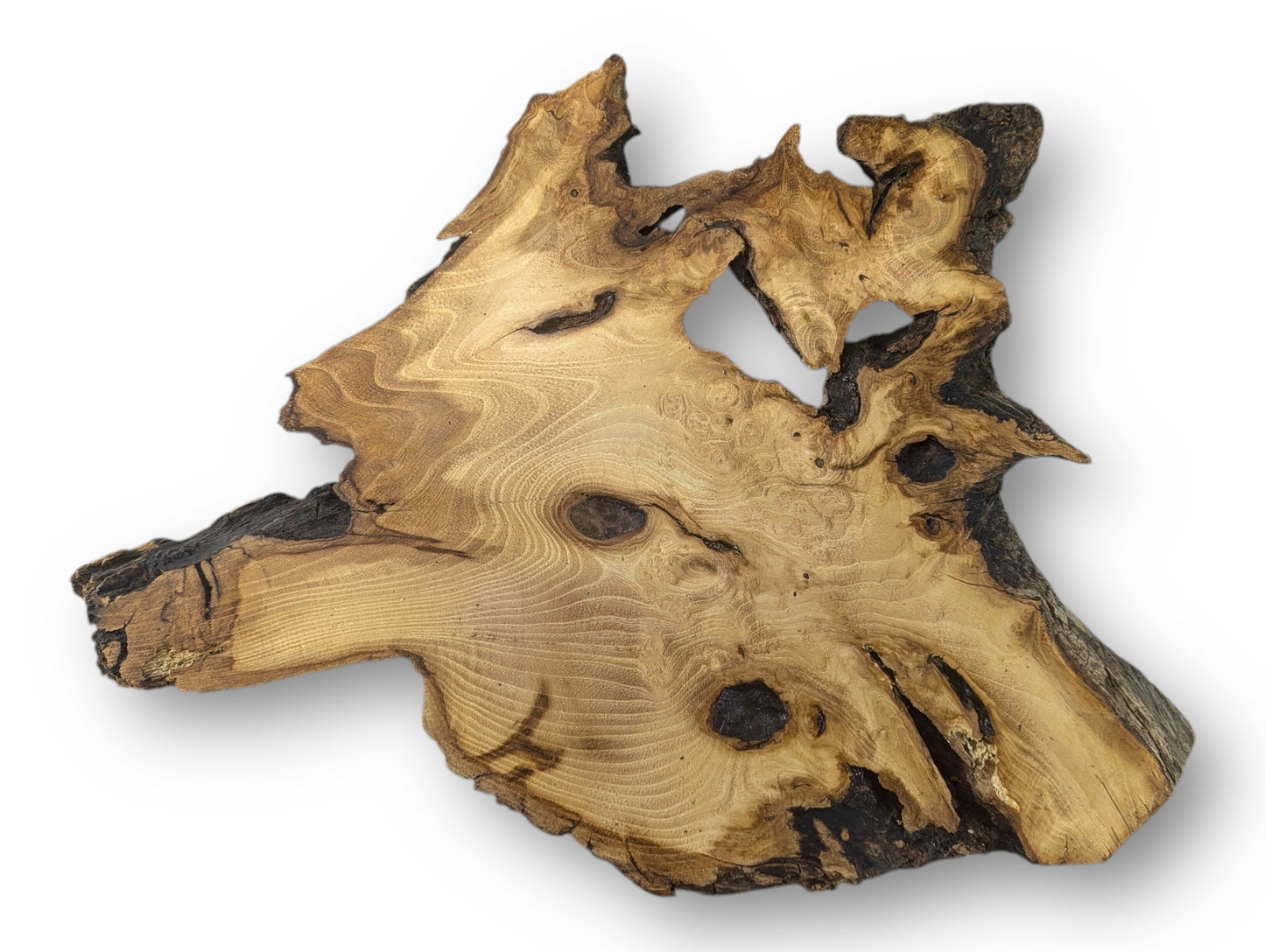 Irregular black locust root wood slice displaying light brown grain patterns, dark edges, and natural voids.