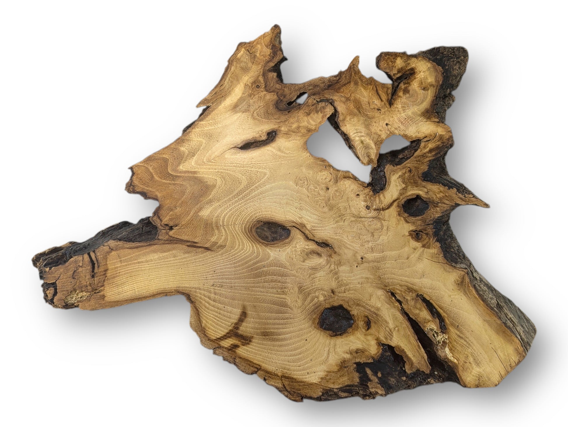 Irregular black locust root wood slice displaying light brown grain patterns, dark edges, and natural voids.