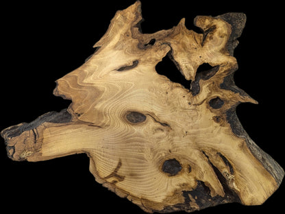 A sanded black locust root wood slice, irregular, with prominent wood grain, dark knots, and natural edges.