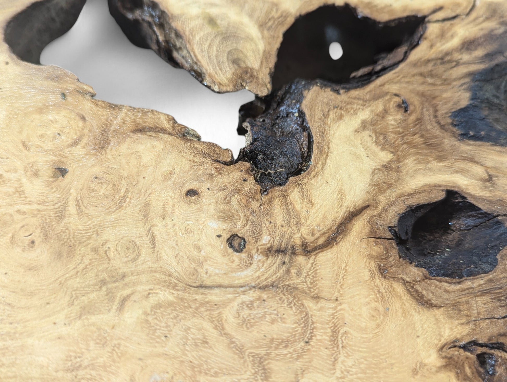 Close-up of a black locust root wood slice featuring distinctive swirling grain, natural dark cavities, and rough bark.