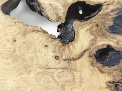 Close-up of a black locust root wood slice featuring distinctive swirling grain, natural dark cavities, and rough bark.