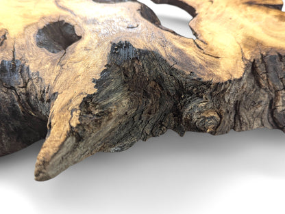 Detailed view of an irregular black locust root wood slice, showing smooth sanded wood and rough bark.