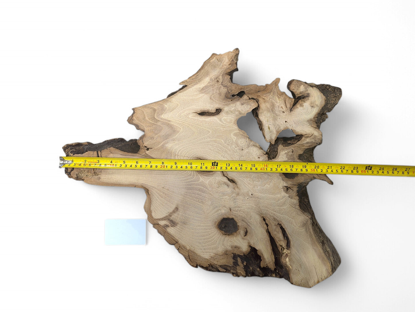 A black locust root wood slice, irregular, with light grain, dark bark, and a yellow measuring tape.