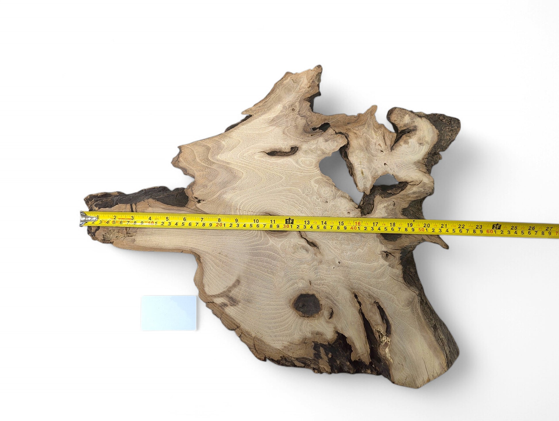 A black locust root wood slice, irregular, with light grain, dark bark, and a yellow measuring tape.