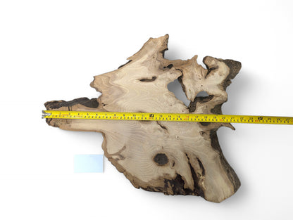 A black locust root wood slice, irregular, with light grain, dark bark, and a yellow measuring tape.