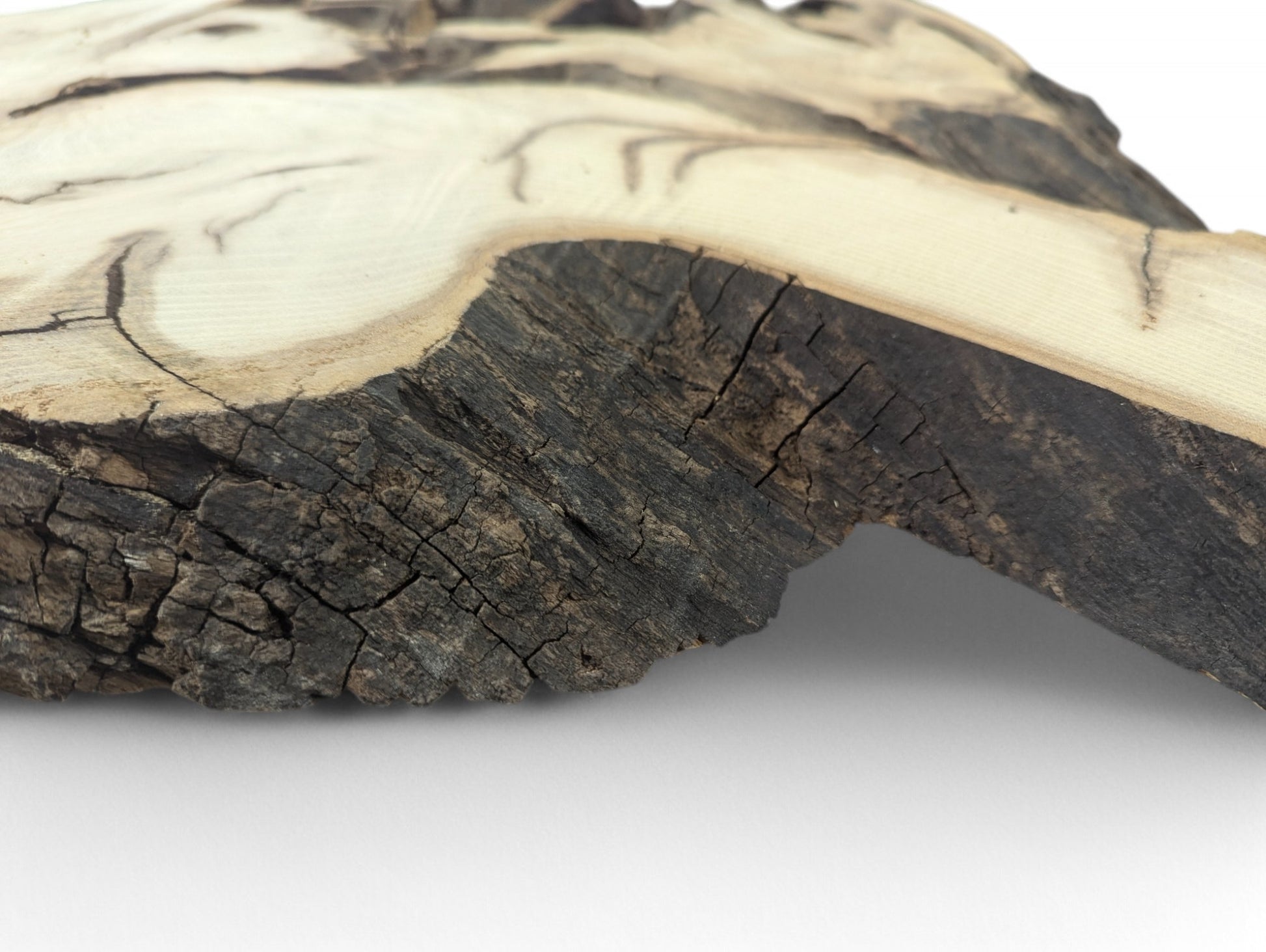 Partially visible irregular black locust root wood slice, with light wood grain and dark cracked bark.