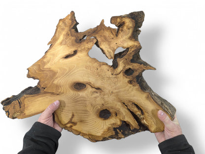 Irregularly shaped, untreated black locust root wood slice with sanded surface, held by hands, showing natural bark.