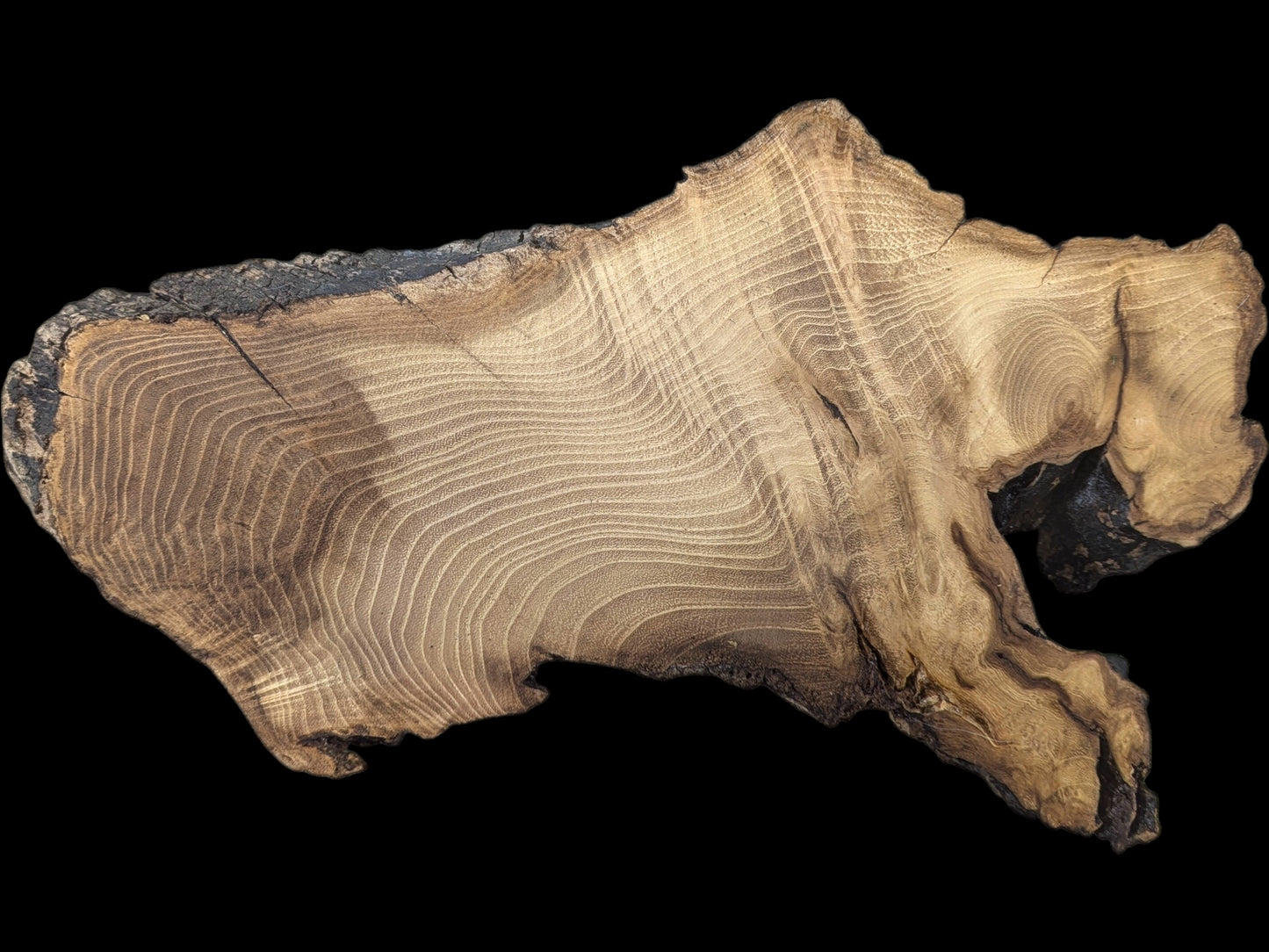 An irregular, untreated black locust root wood slice with light grain and dark, rough bark.
