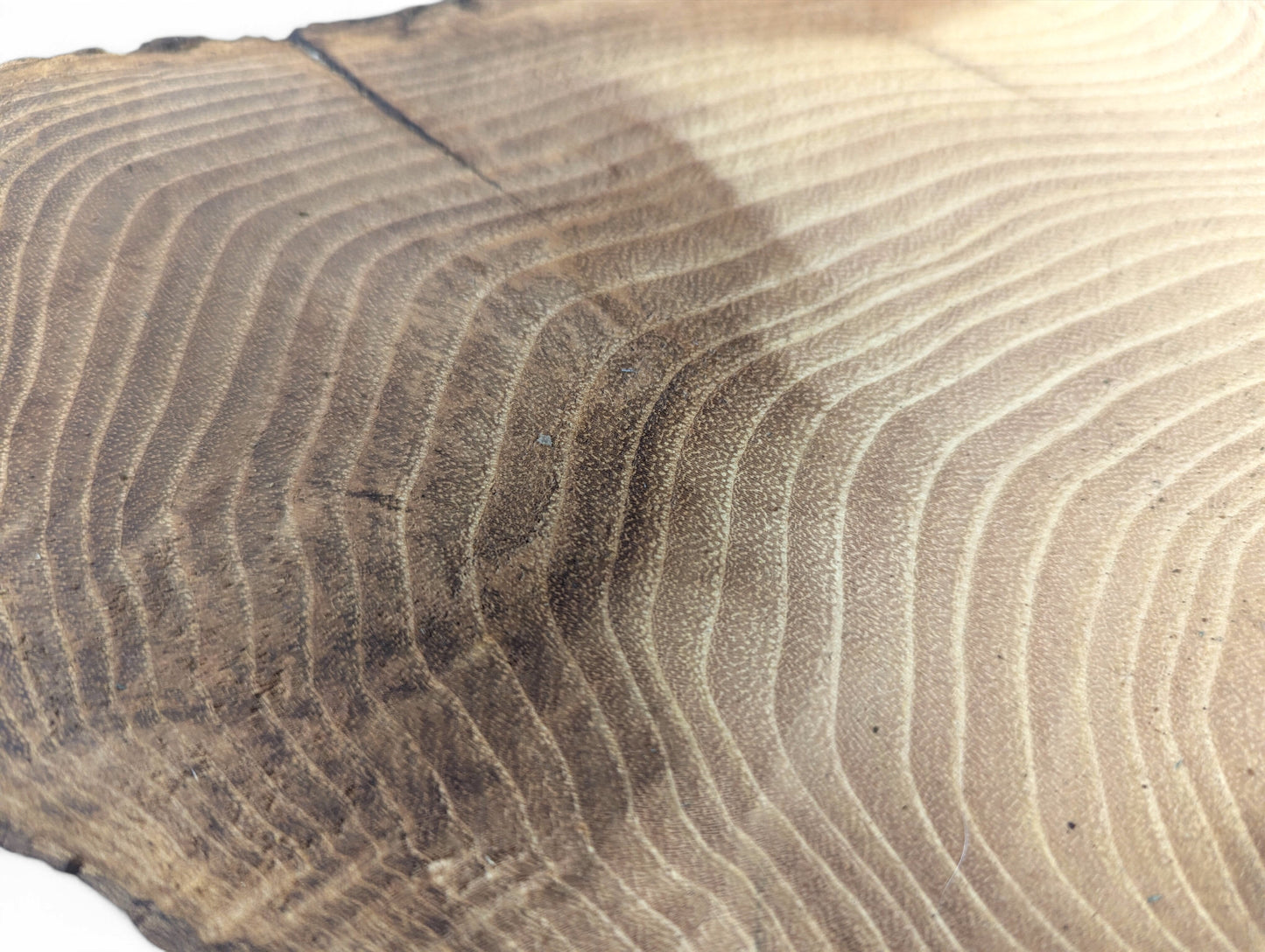 Smooth, sanded black locust root wood slice exhibiting distinct light and dark brown growth rings.
