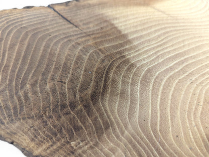 Smooth, sanded black locust root wood slice exhibiting distinct light and dark brown growth rings.