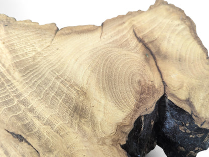Close-up of a planed and sanded black locust root wood slice, showing light grain and dark, irregular edges.