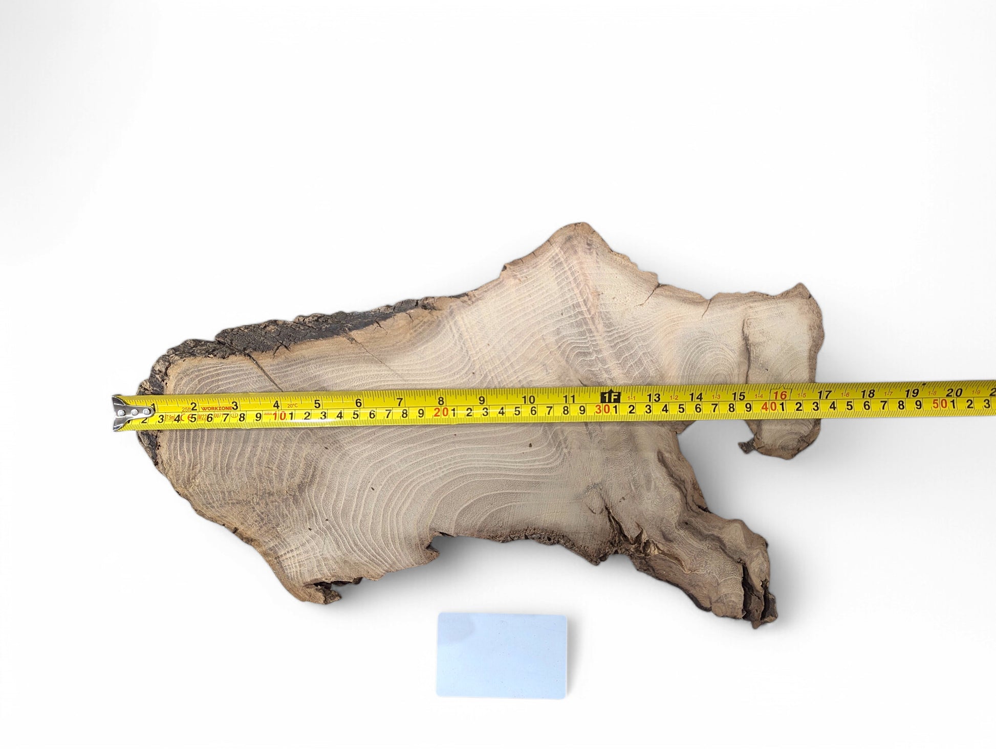 Black locust root wood slice, irregular shape, light grain, dark bark, yellow measuring tape, and blue card.