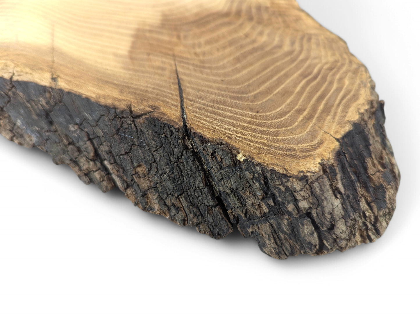 Natural black locust root wood slice, sanded, showing light brown grain with rings and dark, textured bark.