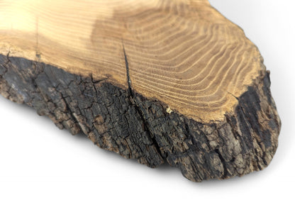 Natural black locust root wood slice, sanded, showing light brown grain with rings and dark, textured bark.