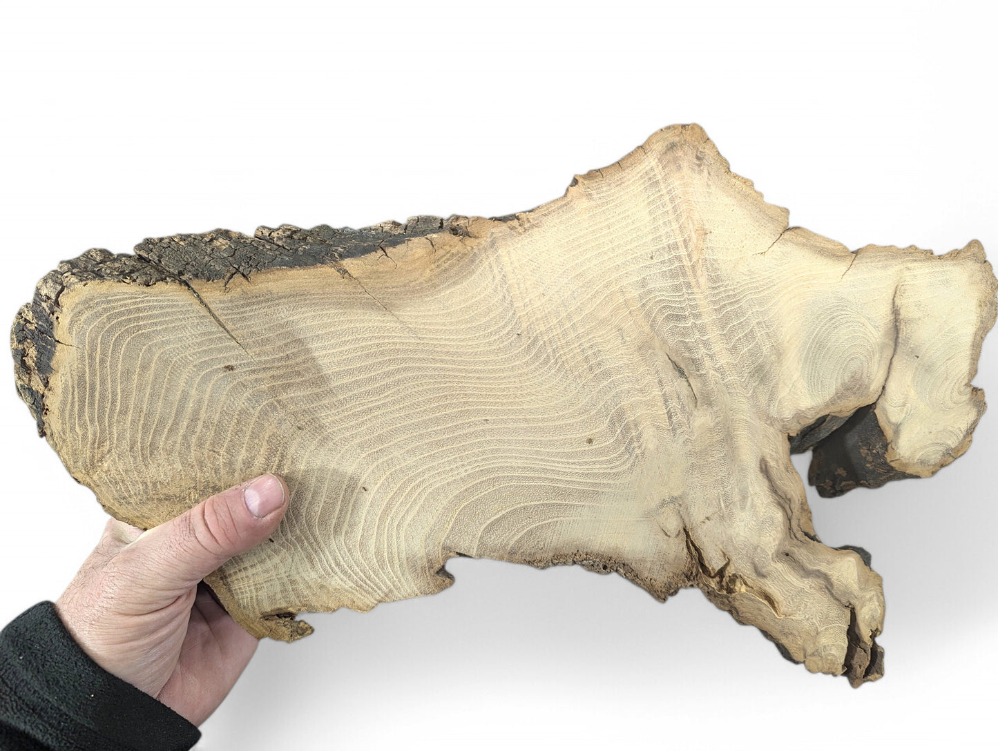 A person's hand holds an irregular black locust root wood slice, displaying light grain and dark bark.