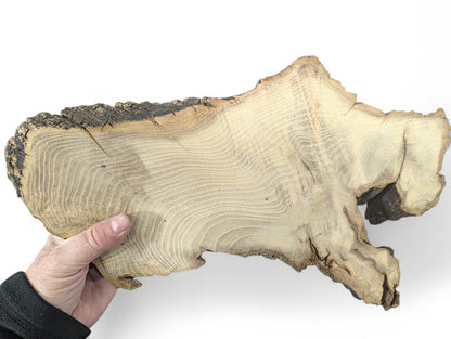 A person's hand holds an irregular black locust root wood slice, displaying light grain and dark bark.