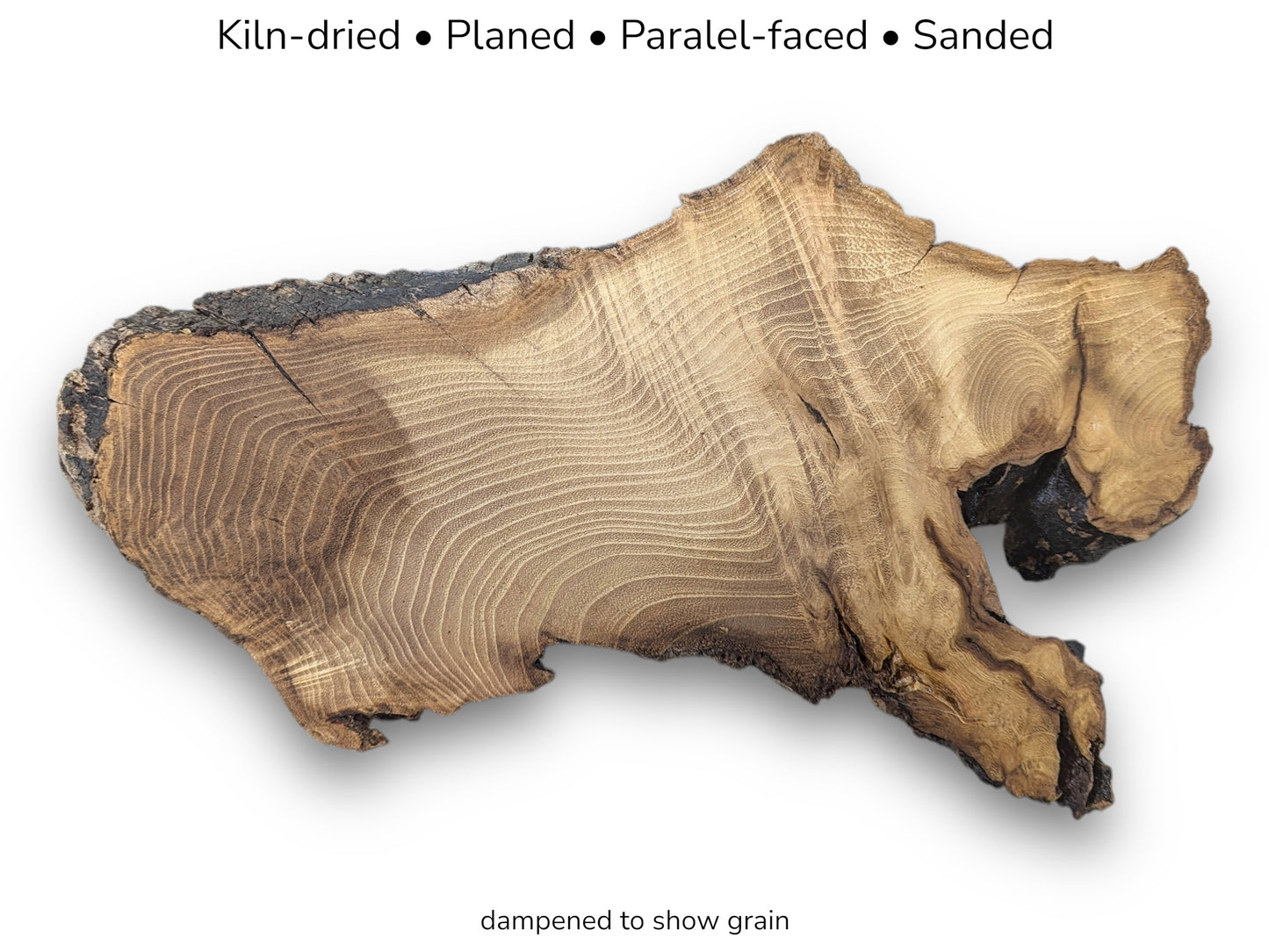 Irregular Black Locust root slice displaying distinct growth rings and bark edges with descriptive text overlay.