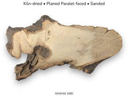Irregular black locust root wood slice with light grain, dark bark, and text detailing preparation and reverse side.