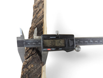 Digital caliper measuring a black locust root wood slice, showing dark bark and light wood at 30.15mm.
